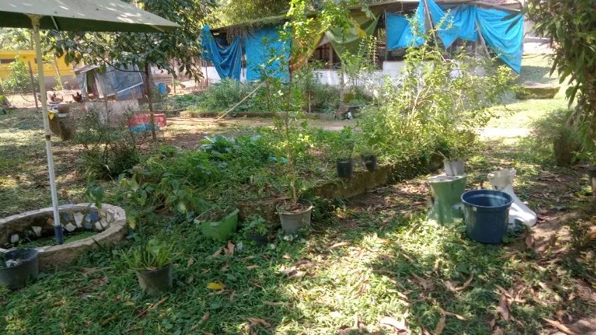 Lindo Sítio em Mendes de 3.000m² - Foto 5