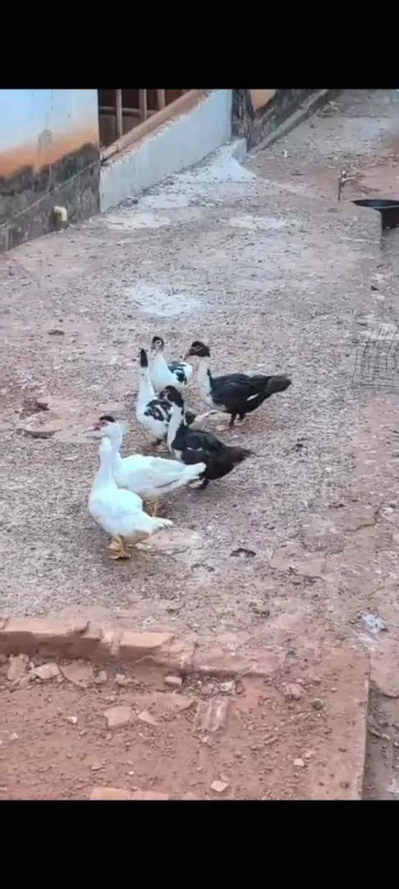Patos - Foto 2