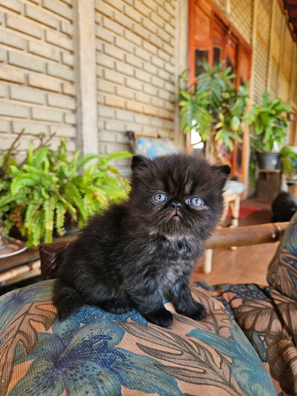 Persa Filhote Macho - Foto 2