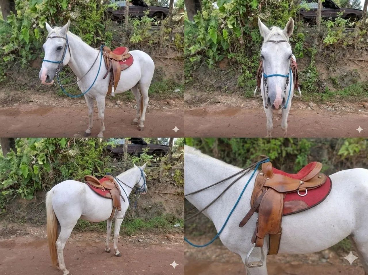 Vende-se belíssima égua  - Foto 2