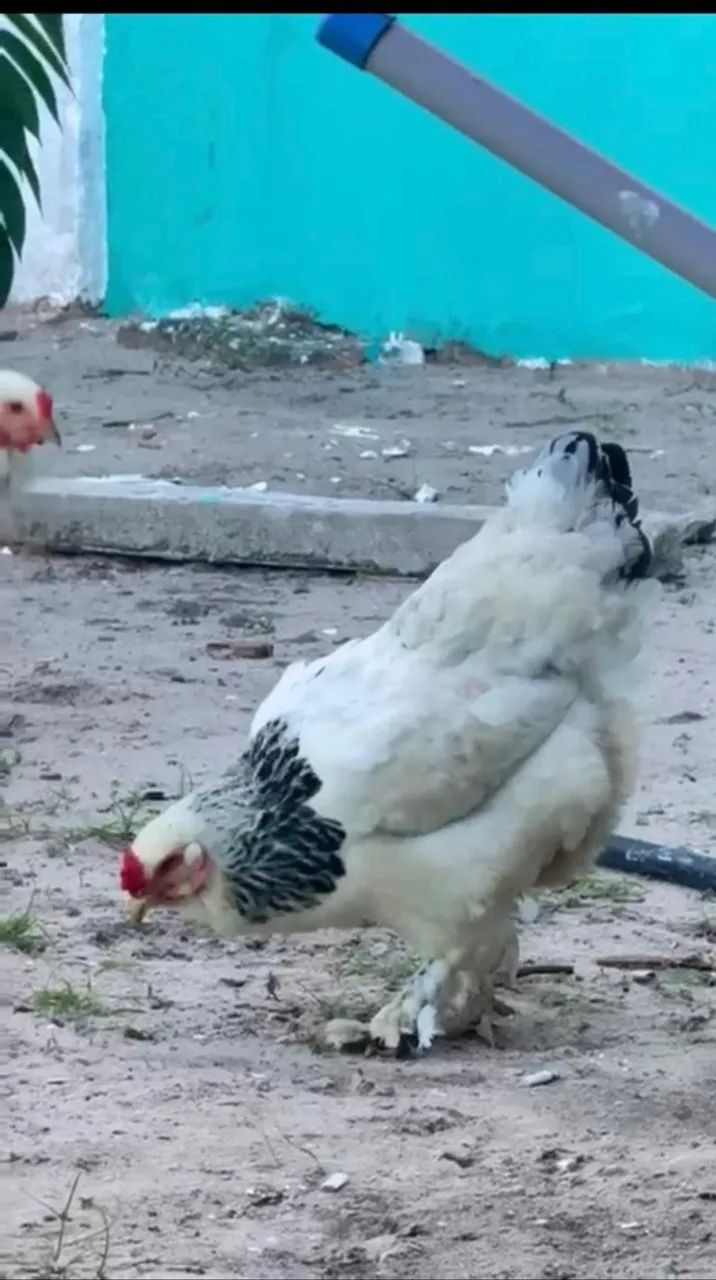 Animais para agropecuária - Foto 6