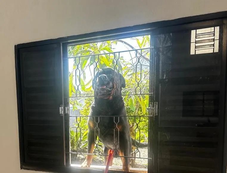 Doa se um cachorro hot valer  - Foto 2