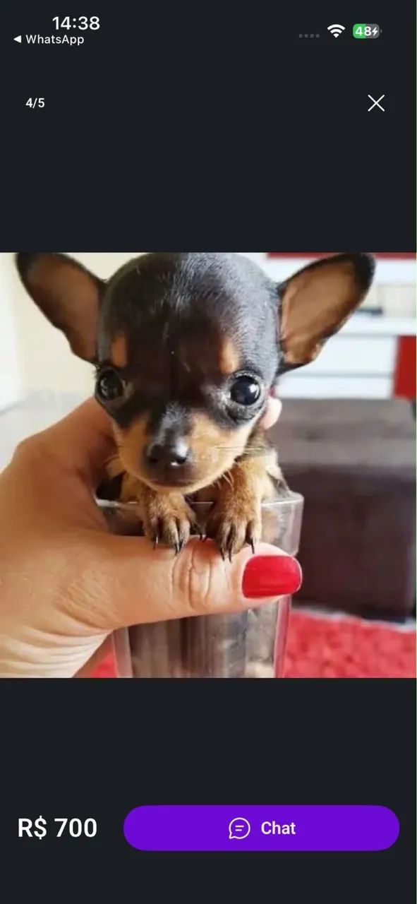 Pincher 0 - Foto 3