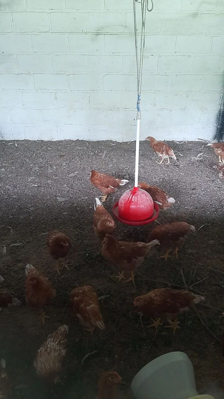 Frangas frangos pintinhos galinhas da angola ovos galados rações codornas  gsb