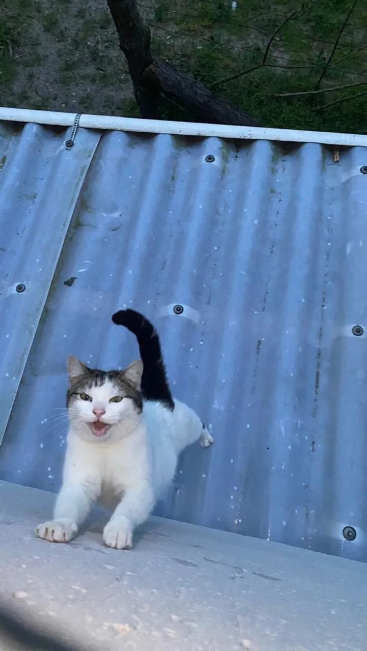 doa-se gato - Foto 4