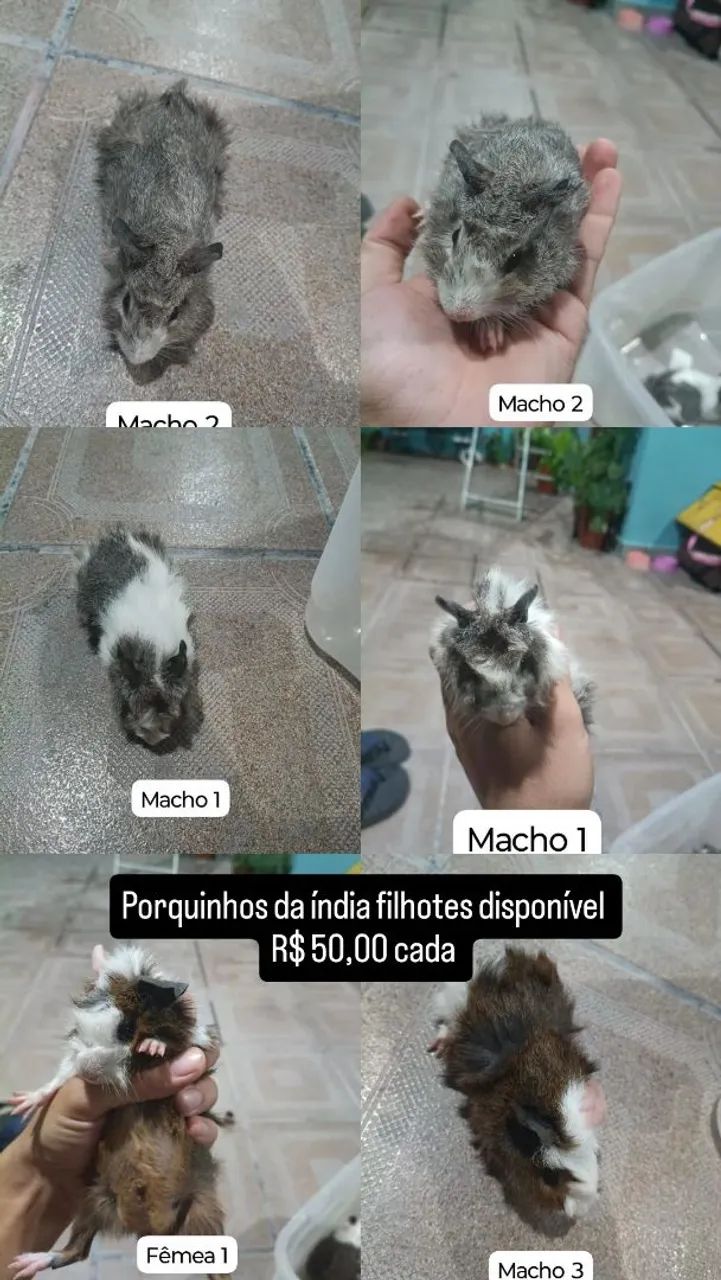 Porquinho da índia 