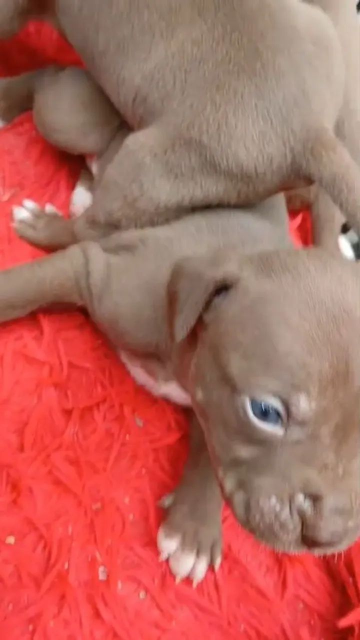 Filhotes de pitbull - Foto 4