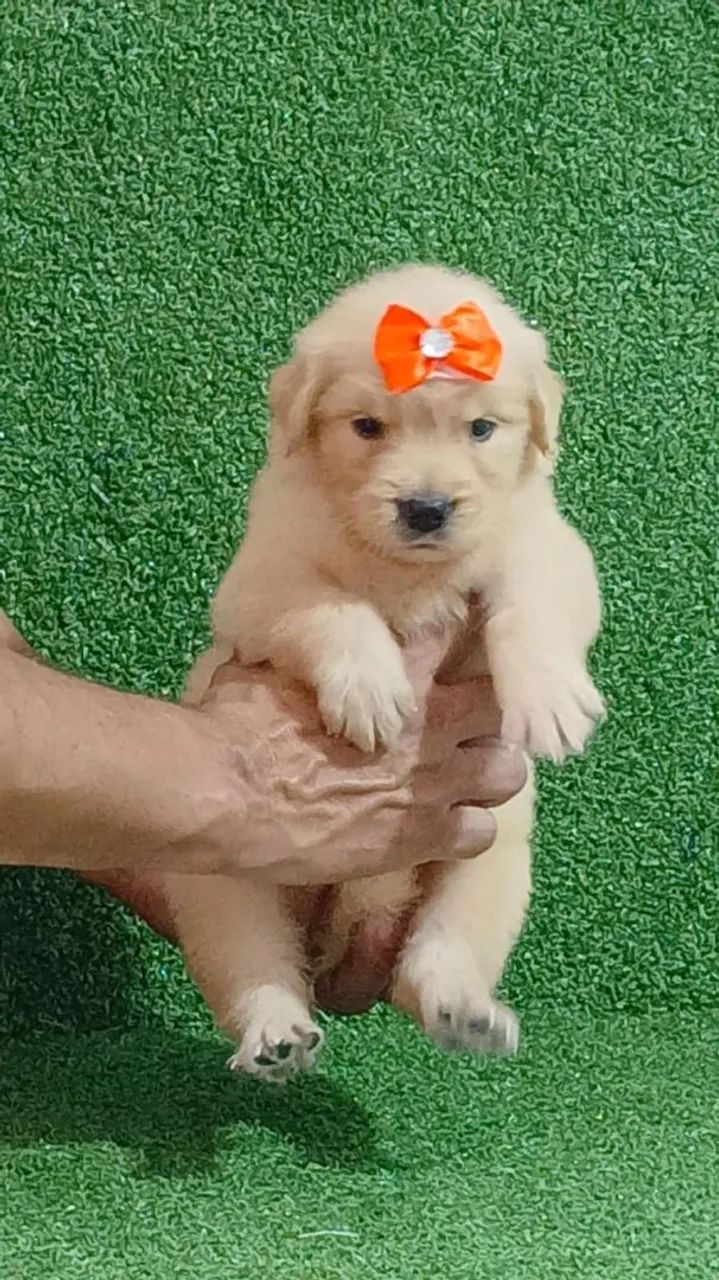 Cachorro  - Foto 4