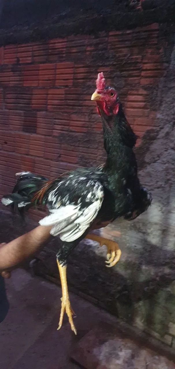 Galo  - Foto 2