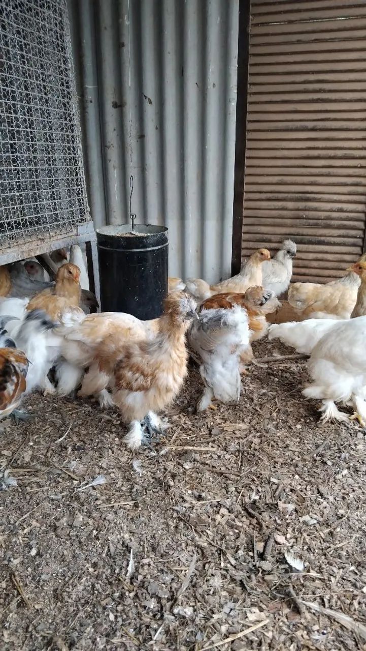 Galinhas sedosas do Japão  - Foto 2