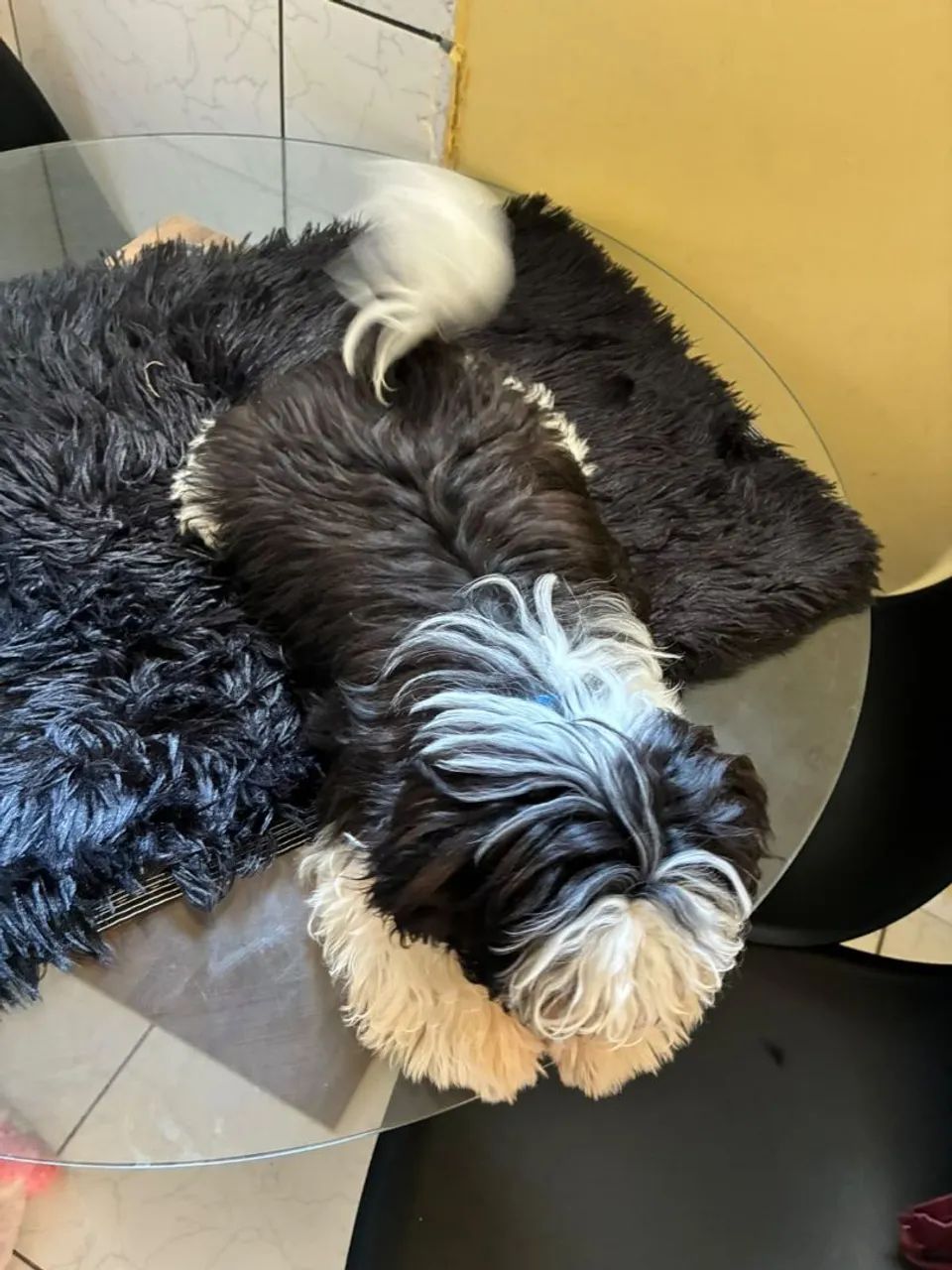 SHIH TZU - Foto 2