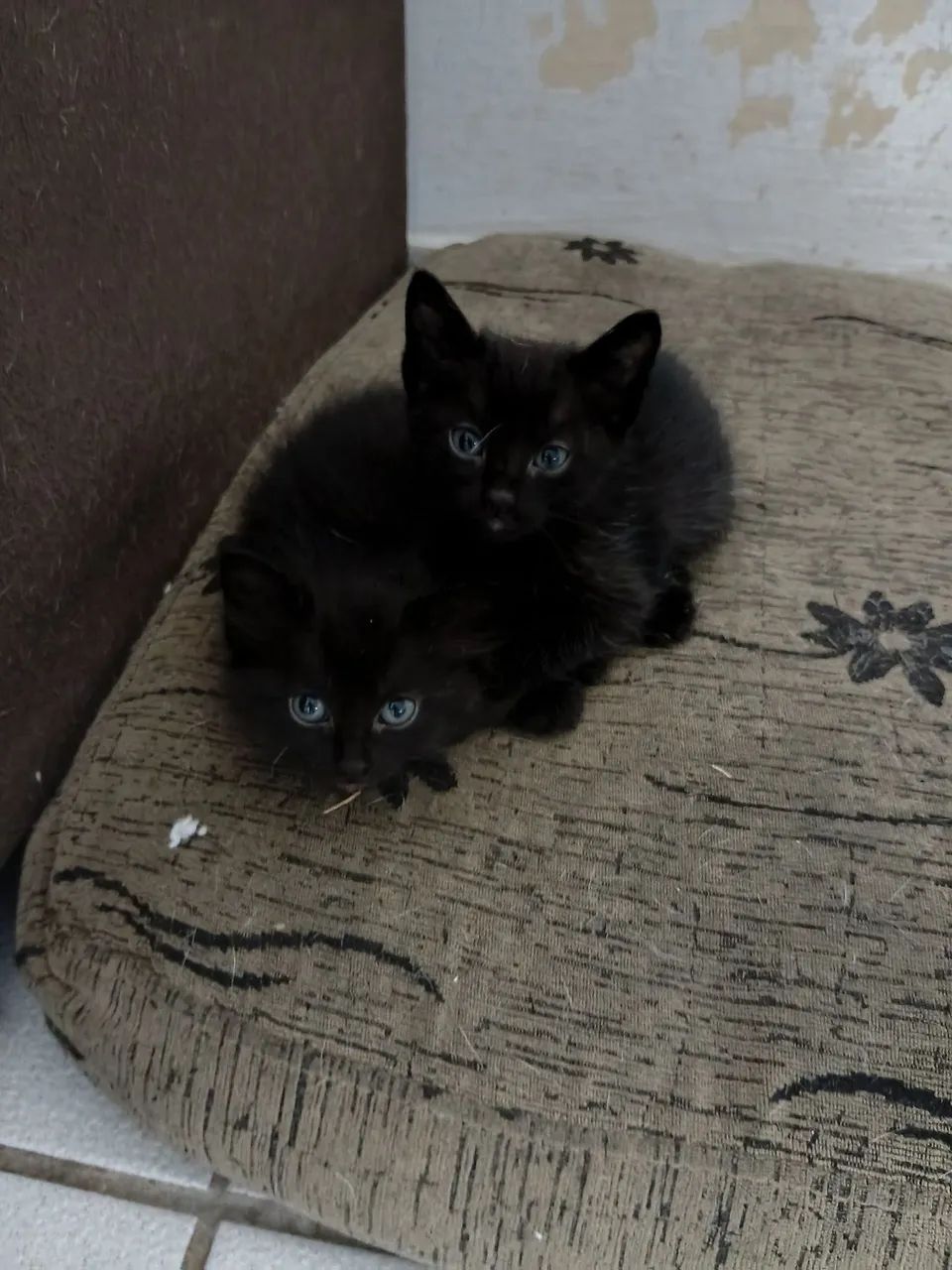 Gatos para adoção - Foto 2