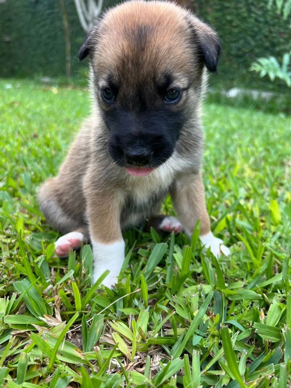 Malinois X Border Collie - Foto 3