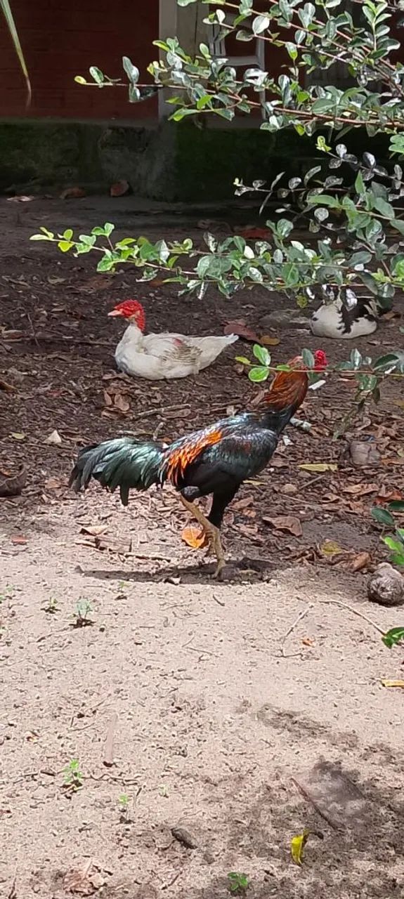 Frango preto  - Foto 5
