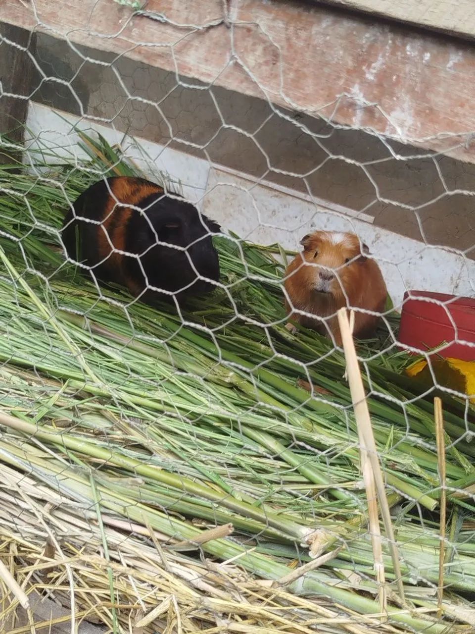 Porquinho da índia  - Foto 2