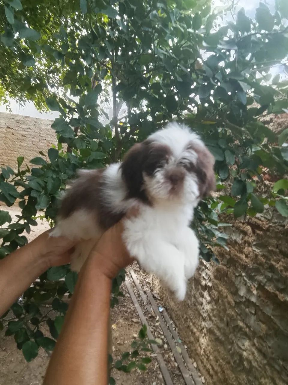 Shih tzu fígado macho - Foto 4