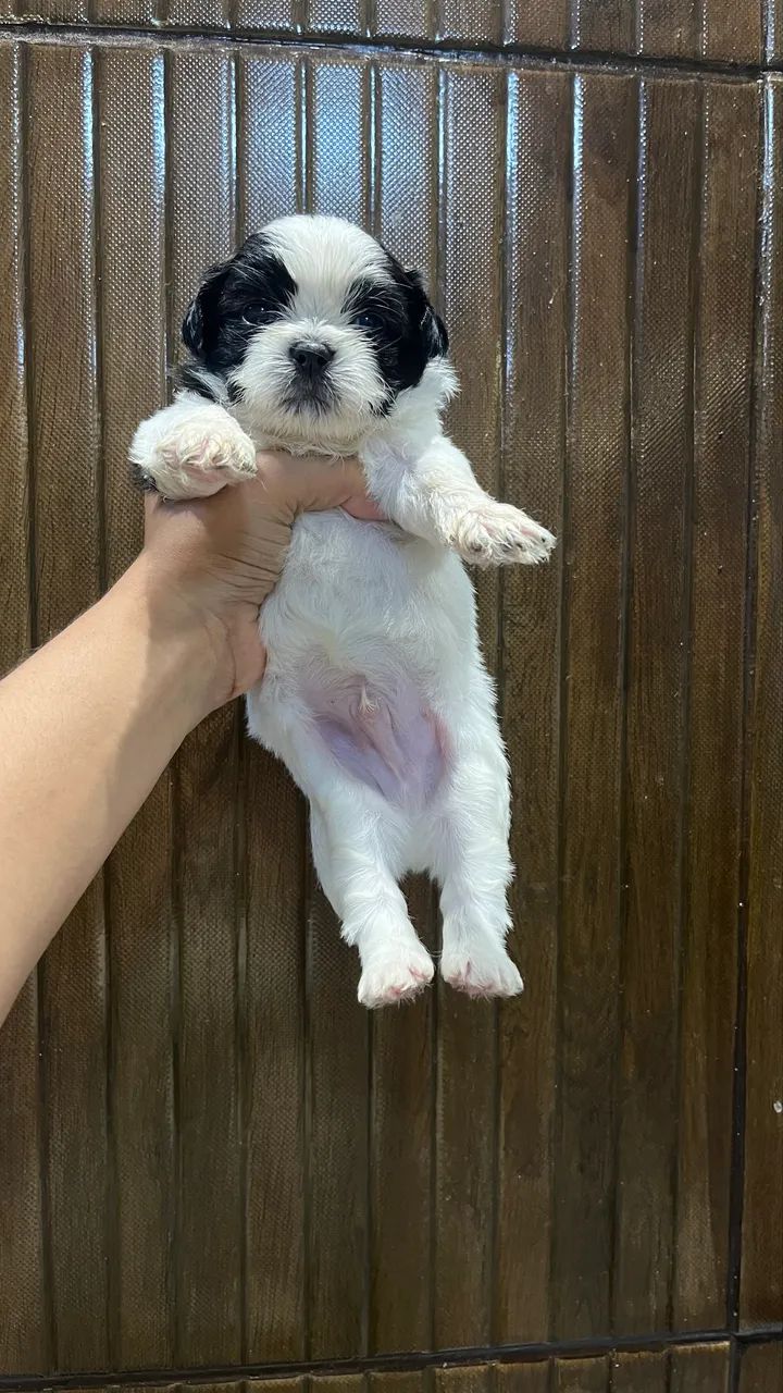 Cachorro Shi tzu original - Foto 2