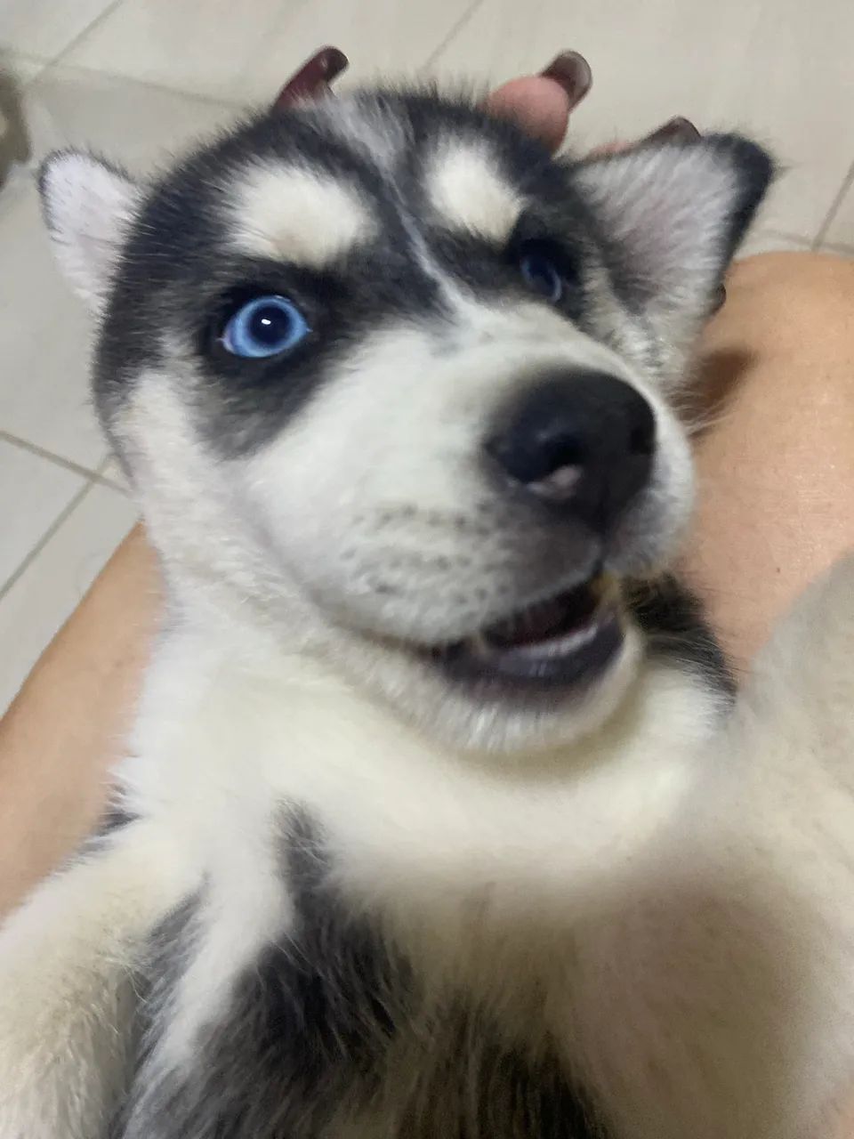 Husky Siberiano  - Foto 4