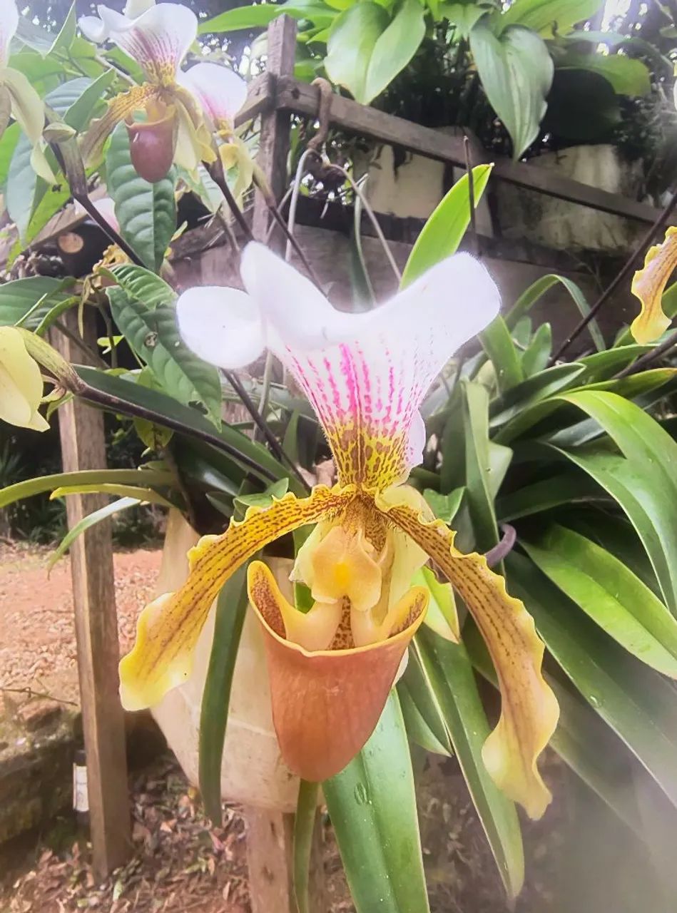 Orquídeas  - Foto 3
