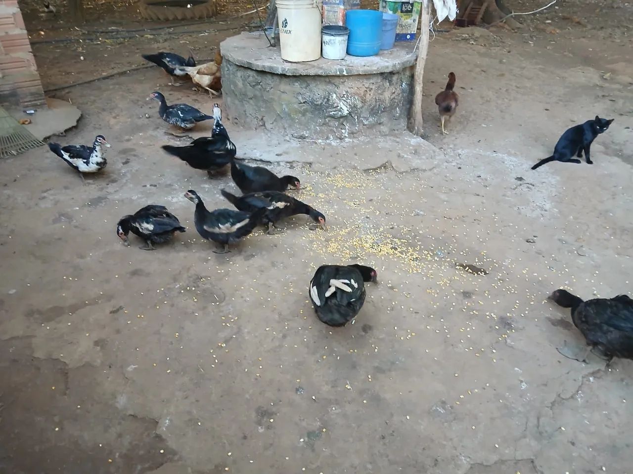 Patos  - Foto 2