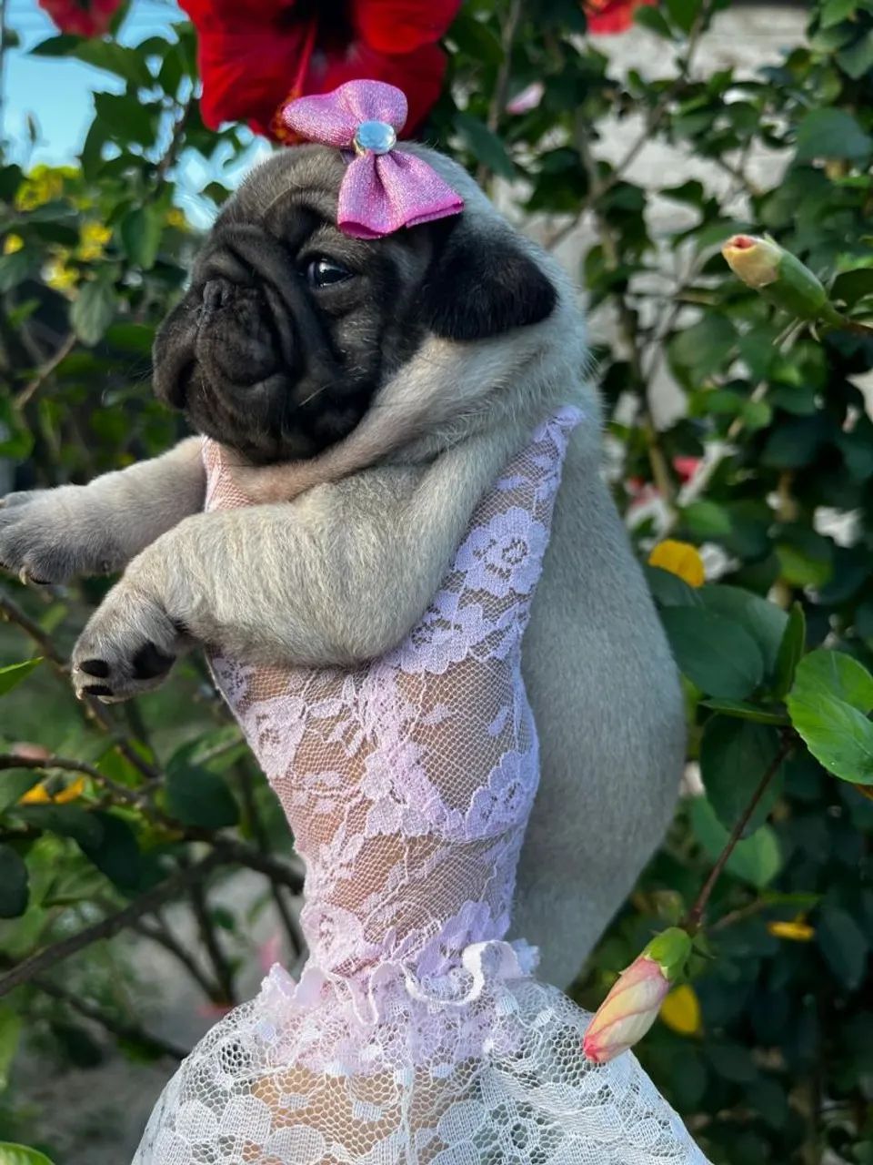PUG FÊMEA E MACHINHO. - Foto 2