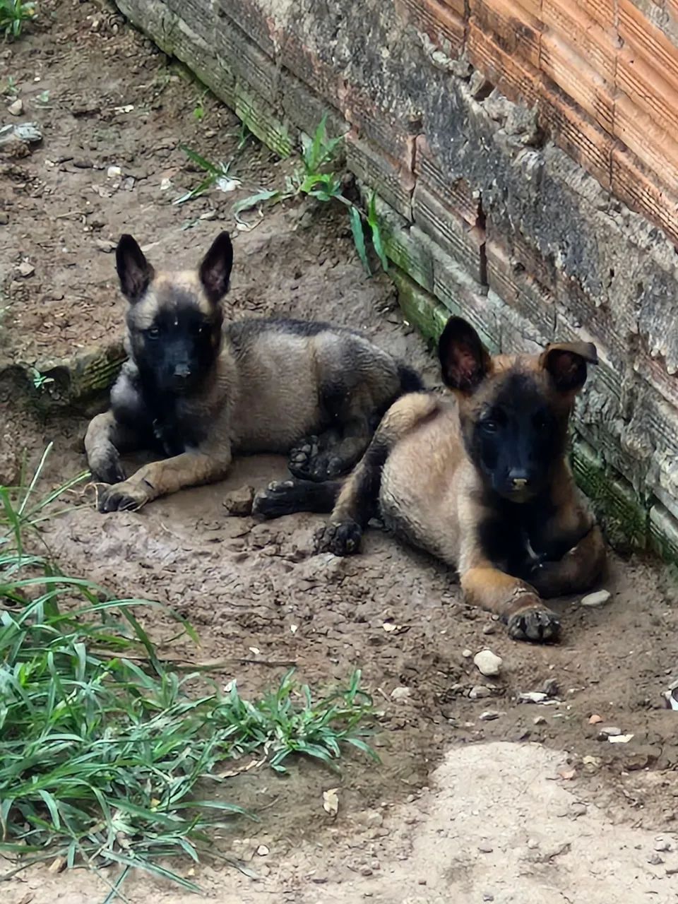 Pastor Belga Malinois