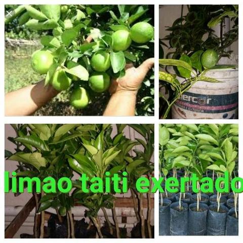 Variedades de frutíferas apart.( 3.00 ) - Foto 3