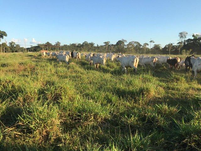 Fazenda no Acre
