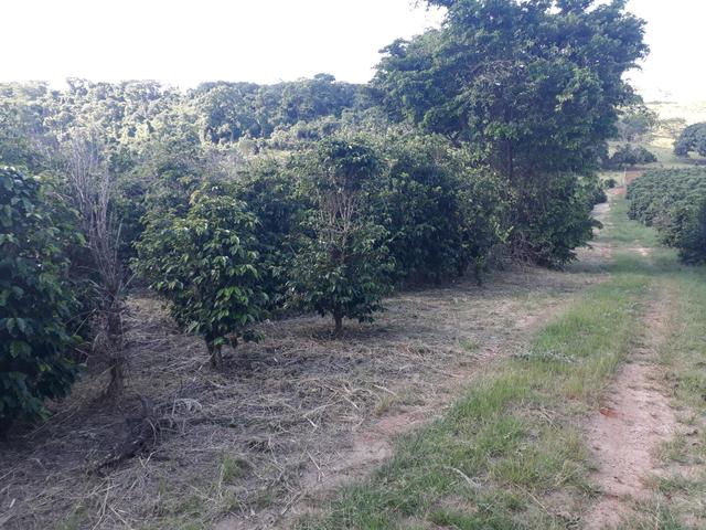 Sítio Cajuru local bonito - Foto 8