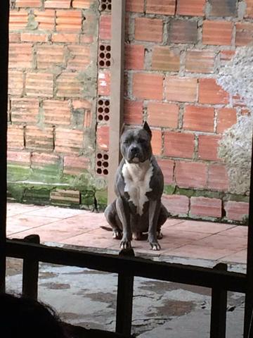 Blue nose procura namorada - Foto 2