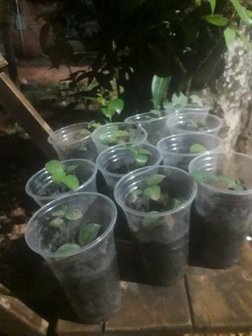 Vendo muda de canela !!! - Foto 4
