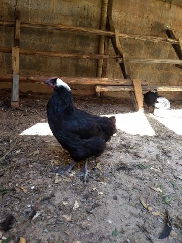 Vendem-se Gigante Negro De Jersey - Foto 6