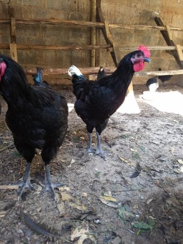 Vendem-se Gigante Negro De Jersey - Foto 4