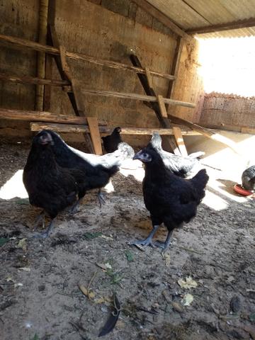 Vendem-se Gigante Negro De Jersey - Foto 3