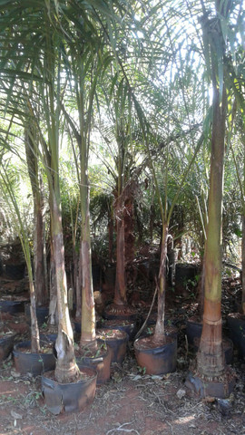 Ype grande- mudas eucalipto-Frutíferas produzindo -Montamos pomar chacará e fazenda-grama - Foto 4
