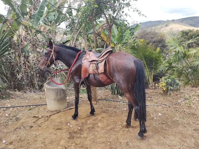 Cavalo macha picada  - Foto 2