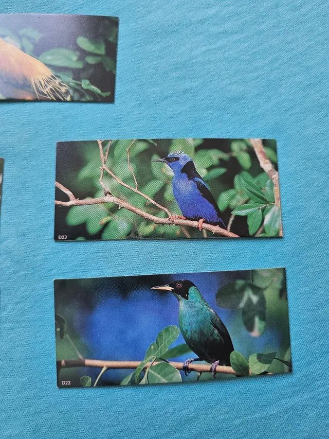 Figurinhas álbum chocolate surpresa animais da amazônica  - Foto 4