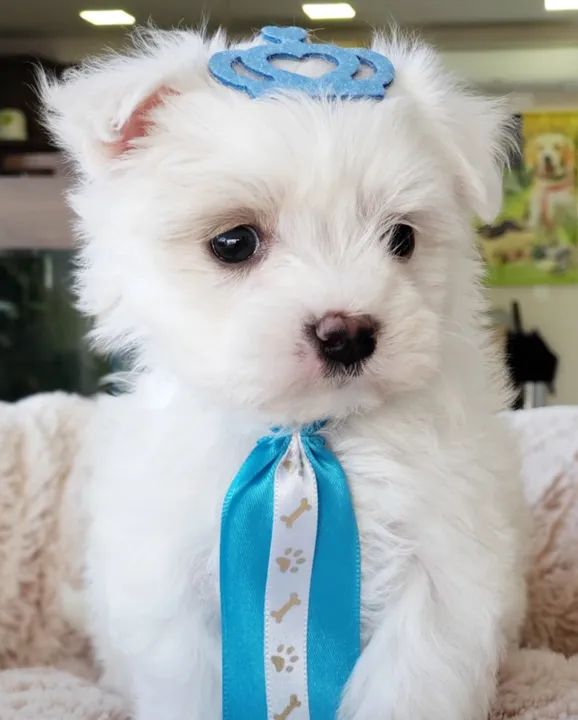 filhote macho de Maltês 