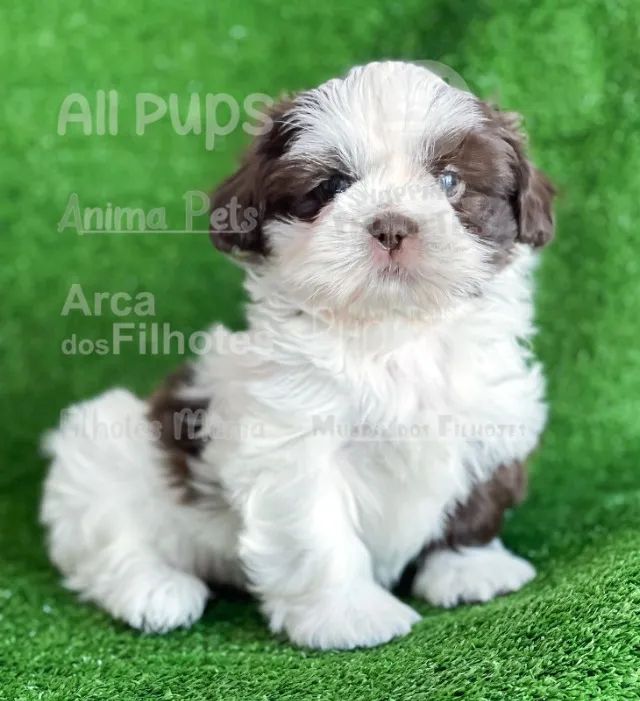 Shih tzu lindos e com retirada imediata - não perca  - Foto 2