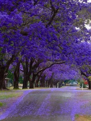  Jacarandá-mimoso ( Jacaranda mimosifolia) -vendo mudas - Foto 5