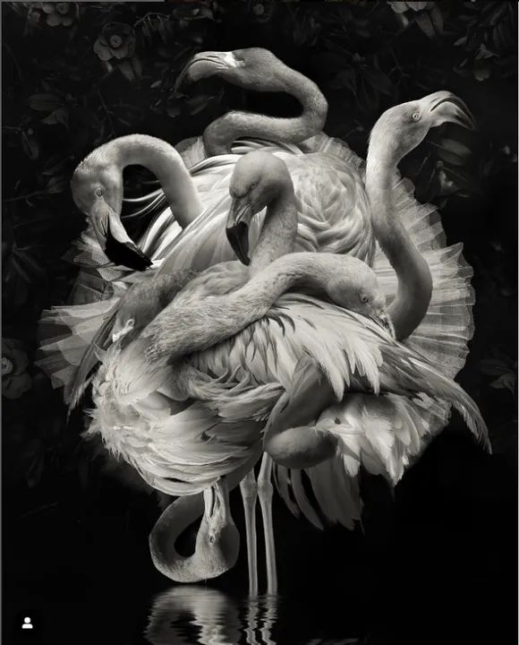 Flamengo - Marcel Van Luit - 80x100cm