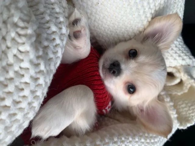 Chihuahua filhotes bem pequeno - com garantias 