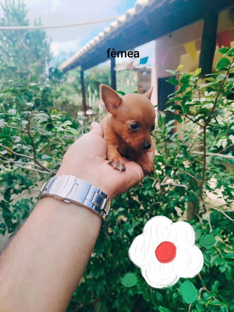 Filhotes Pinscher