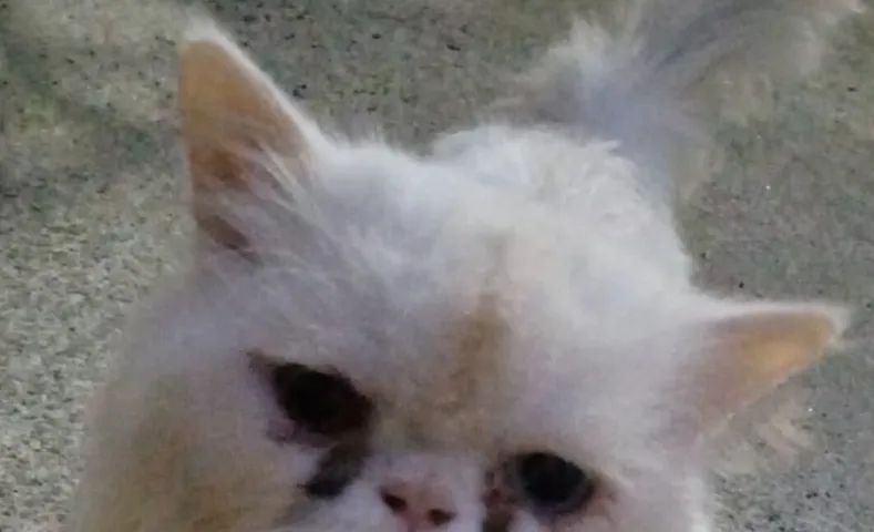 procuro persa macho p cruza