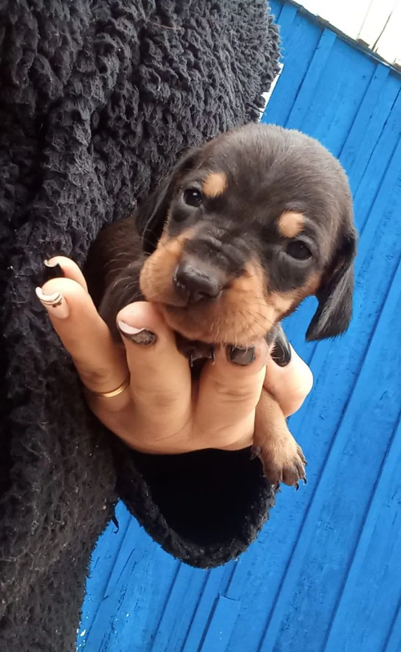Bela fêmea de Dachshund disponível