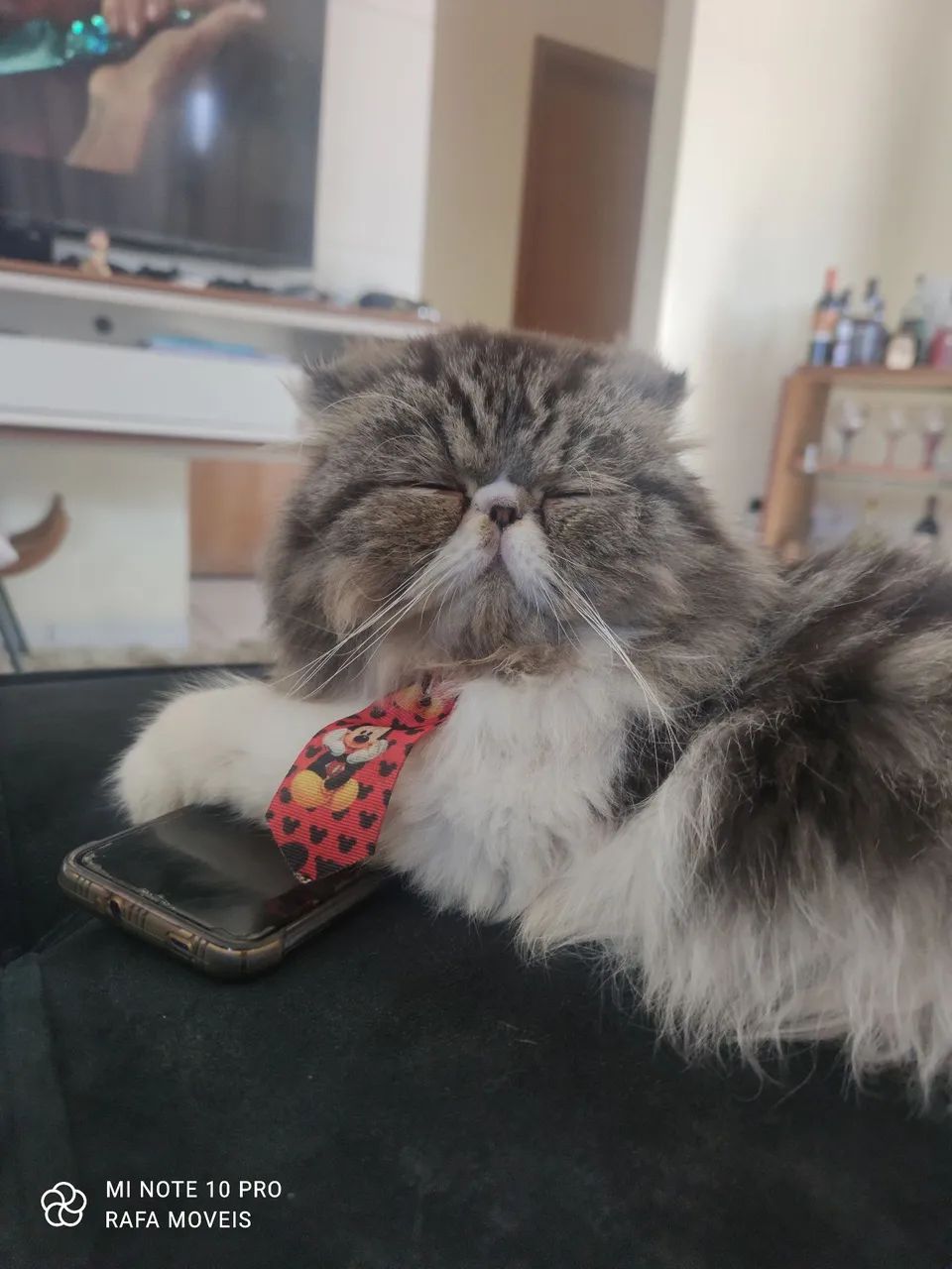 Gatinho perça vacinado e vernifugado 1200 - Foto 2