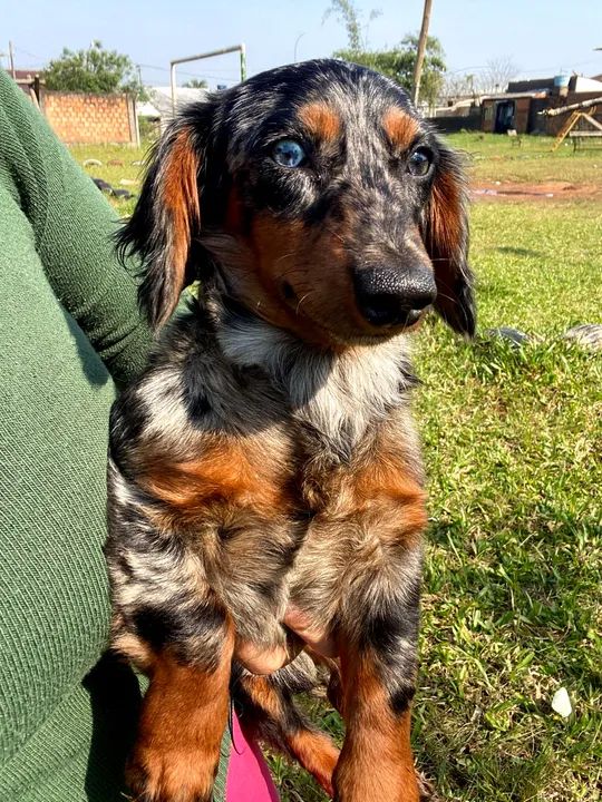 Linguicinha*Somente cruza * - Foto 2