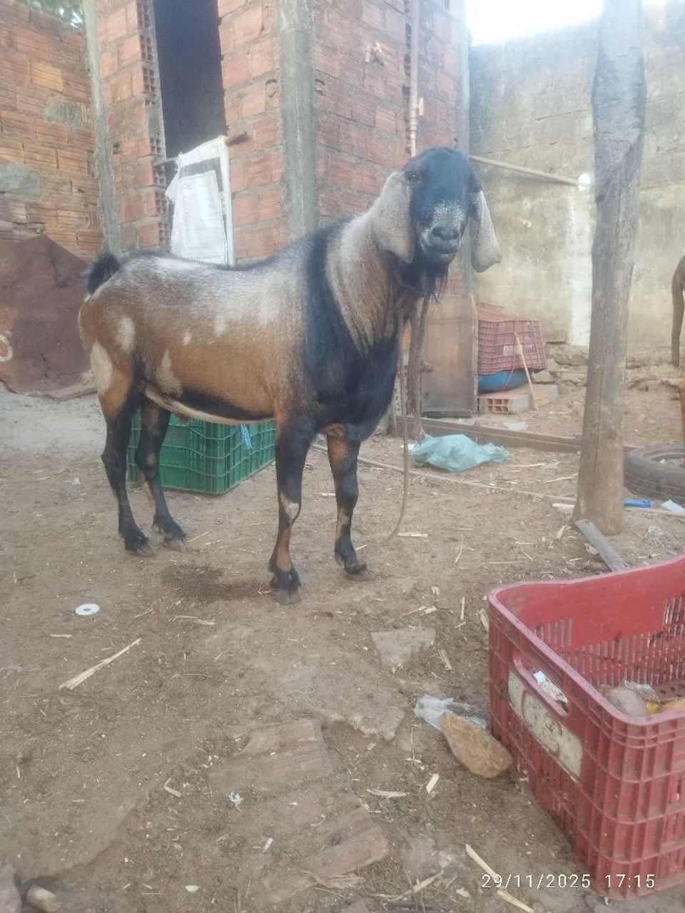 Bode. Anglo nubiano( P.O) - Foto 6