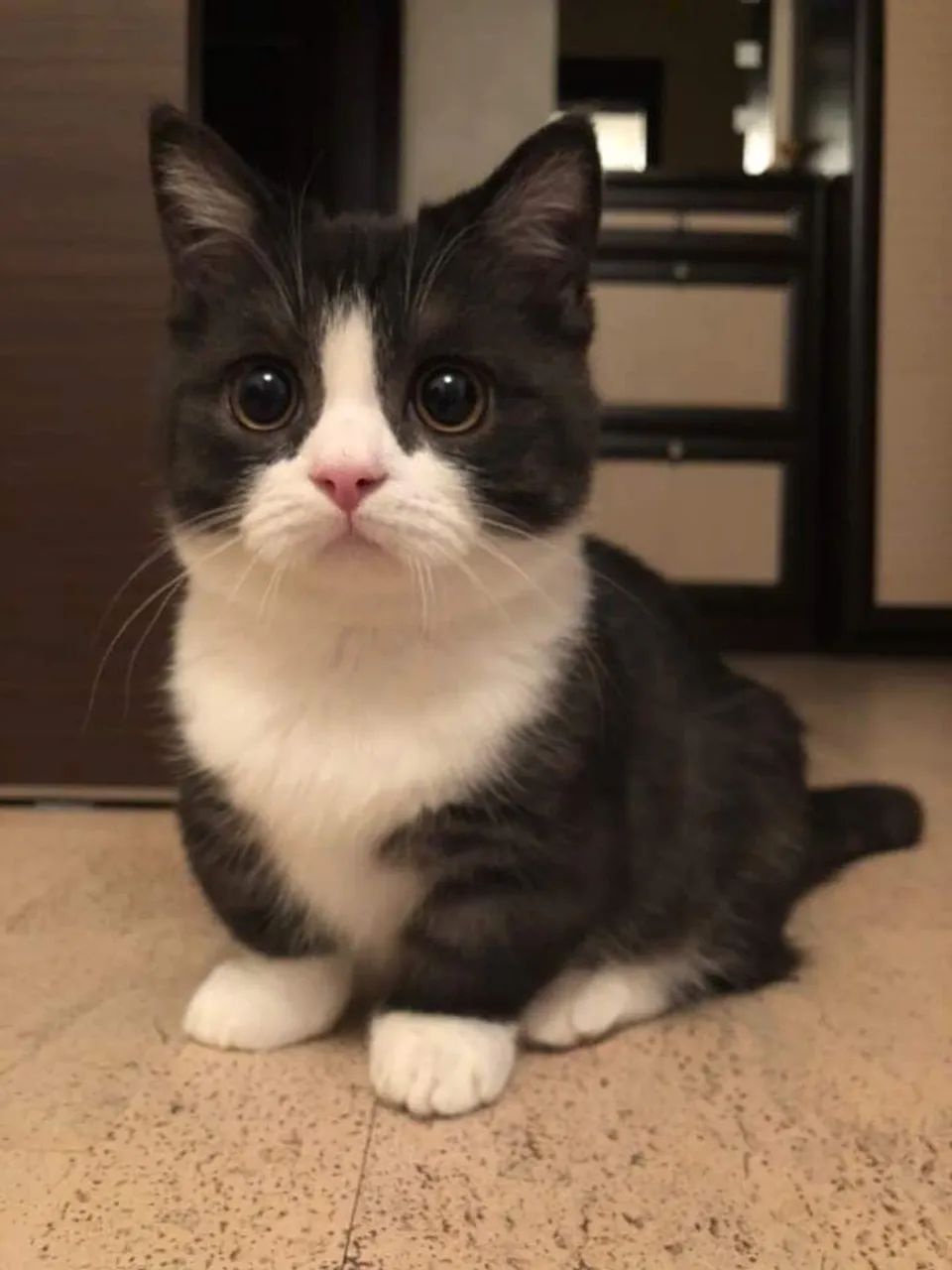 Filhote Munchkin black - Havila filhotes  - Foto 3