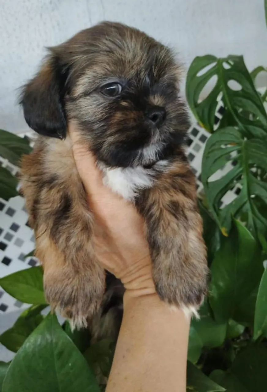 Vendo um lindo filhotinho de Shitzu macho  - Foto 5